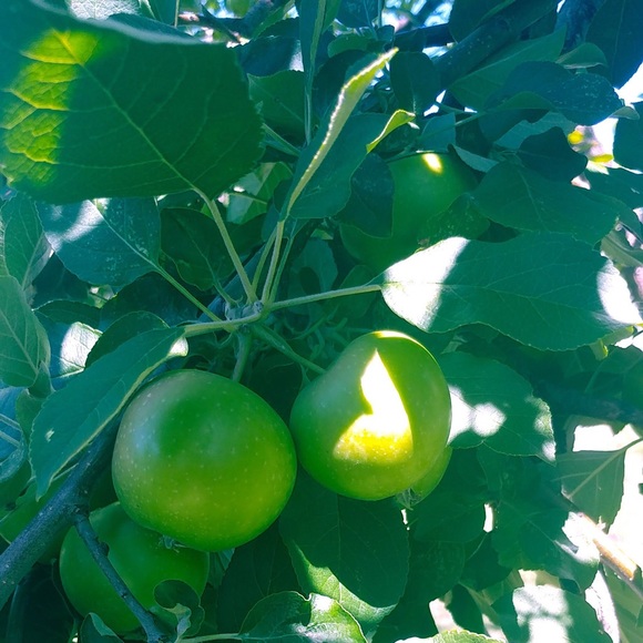 The Limited Drew Fit Women Pant - Picture 9 of 16